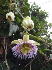 Passiflora ligularis image