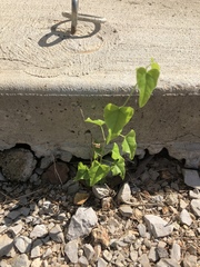 Magnoliopsida