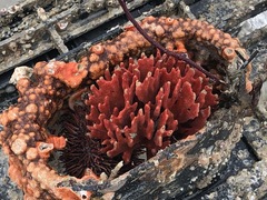 Clathria