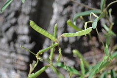 Galactia tenuiflora