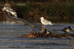 Larus glaucoides
