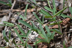 Galactia tenuiflora