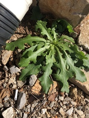 Asteraceae