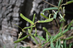 Galactia tenuiflora