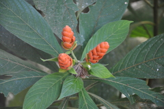 Aphelandra sinclairiana