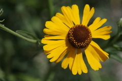 Helenium mexicanum