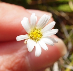 Brachyscome sinclairii