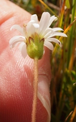 Brachyscome sinclairii