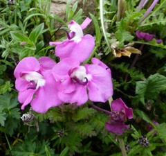 Pedicularis siphonantha