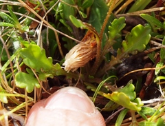 Brachyscome sinclairii