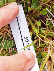 Brachyscome sinclairii