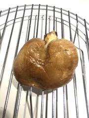 Russula sororia