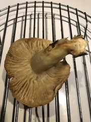 Russula sororia