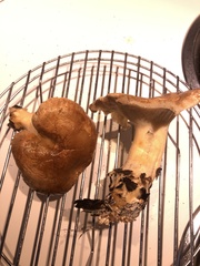 Russula sororia