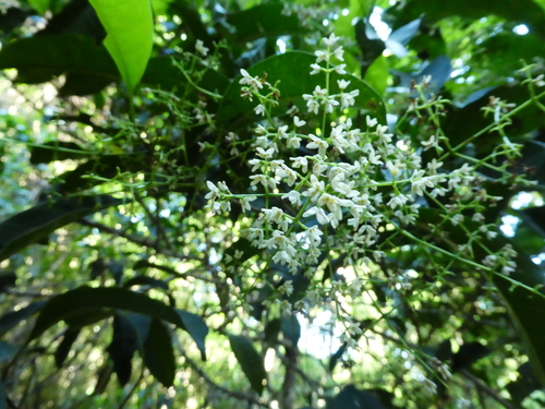 Native olive (Chionanthus ramiflorus)