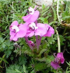 Pedicularis siphonantha