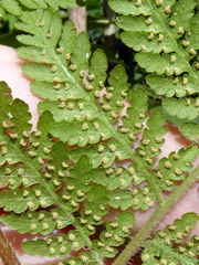 Hypolepis tenuifolia
