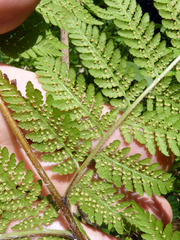 Hypolepis tenuifolia