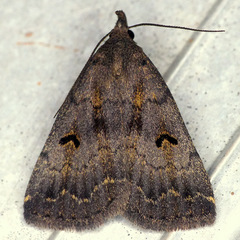 Phalaenostola hanhami