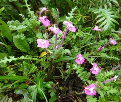 Pedicularis siphonantha