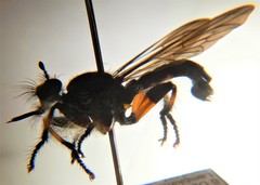 Laphria rufifemorata