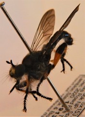 Laphria rufifemorata