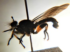 Laphria rufifemorata