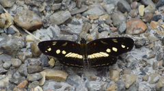 Castilia