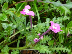 Pedicularis siphonantha