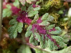 Synchytrium papillatum