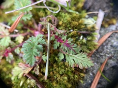 Synchytrium papillatum