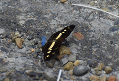 Castilia