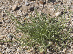 Pectocarya heterocarpa