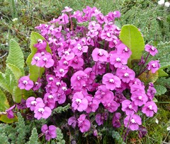 Pedicularis siphonantha