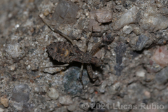 Oncocephalus validispinis