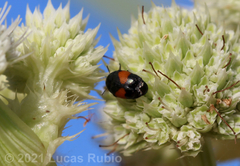 Lexiphanes biplagiatus