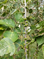 Ficus religiosa