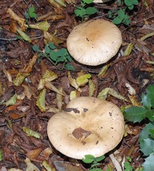 Hebeloma sinapizans