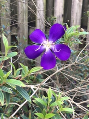 Pleroma semidecandrum