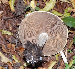 Hebeloma sinapizans