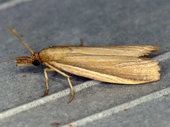 Peoria gematella