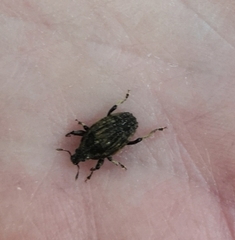 Psepholax sulcatus