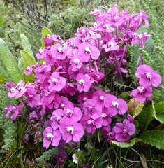 Pedicularis siphonantha