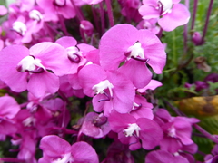 Pedicularis siphonantha