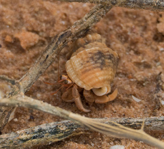 Coenobita variabilis