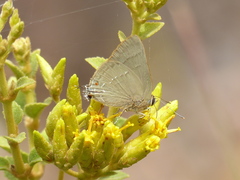 Allosmaitia strophius