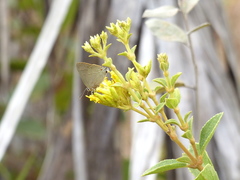 Allosmaitia strophius