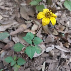 Bidens ostruthioides