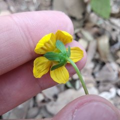 Bidens ostruthioides