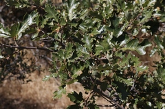 Quercus garryana semota